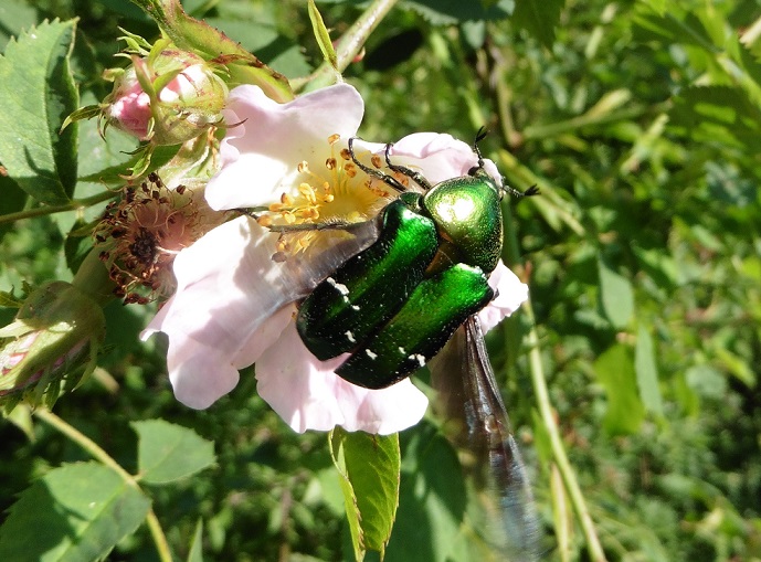 Cetonia aurata? S.